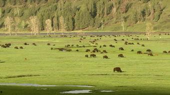 与草原共舞背景视频,探寻自然和谐共生的生态画卷