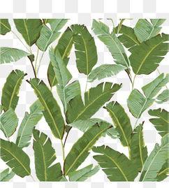 香蕉叶子图片,探索热带风情与生态奥秘